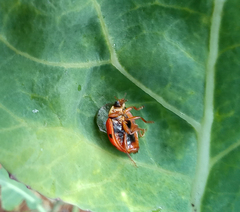 Harmonia axyridis