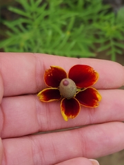 Ratibida columnifera