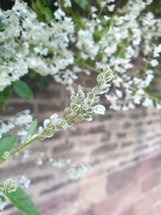 Fallopia baldschuanica