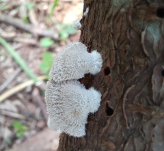 Schizophyllum