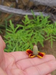 Ratibida columnifera