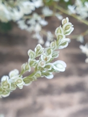 Fallopia baldschuanica