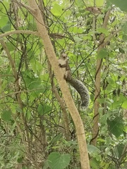 Sciurus variegatoides