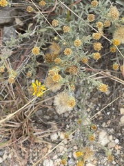 Heterotheca canescens