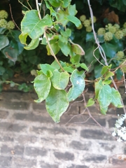 Fallopia baldschuanica
