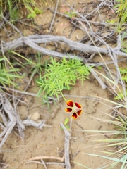 Ratibida columnifera