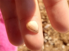 Striarca lactea