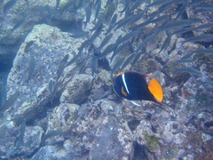 Holacanthus passer