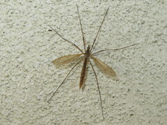 Tipula luteipennis