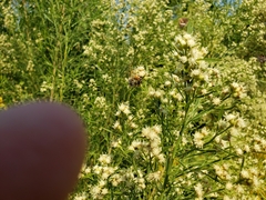 Baccharis neglecta