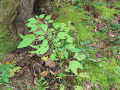 Neolasioptera boehmeriae