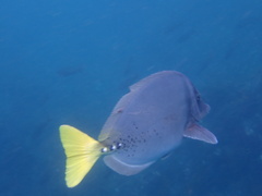 Prionurus laticlavius