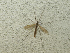 Tipula luteipennis