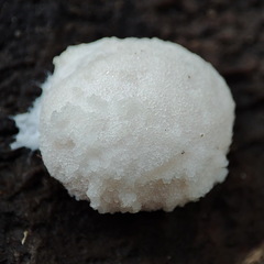 Reticularia