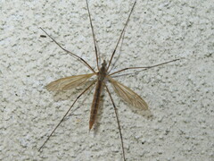 Tipula luteipennis
