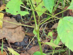 Neolasioptera boehmeriae