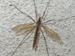 Tipula luteipennis
