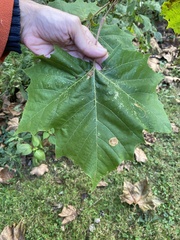Platanus