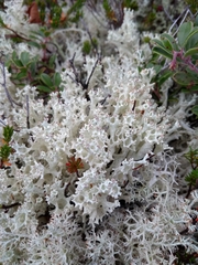 Cladonia boryi