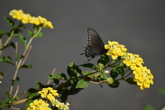 Battus philenor