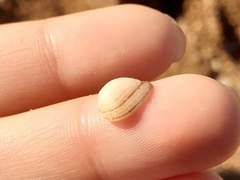 Striarca lactea