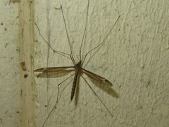 Tipula vittata