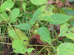 Neolasioptera boehmeriae