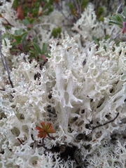 Cladonia boryi
