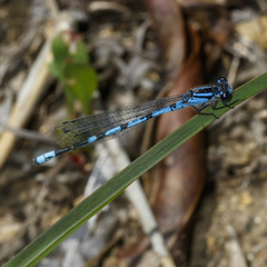 Enallagma laterale