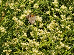 Baccharis neglecta