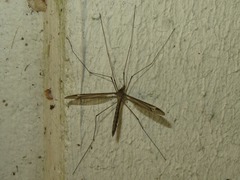 Tipula vittata