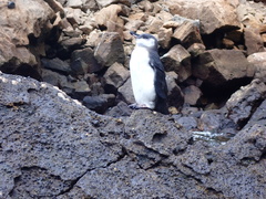 Spheniscus mendiculus