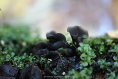 Ionomidotis irregularis