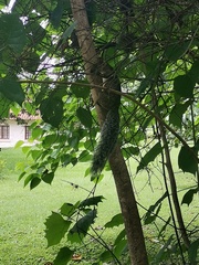 Sciurus variegatoides