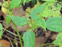 Neolasioptera boehmeriae