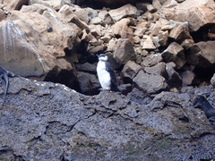 Spheniscus mendiculus