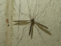 Tipula vittata
