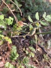 Rosa gymnocarpa