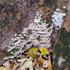 Rigidoporus