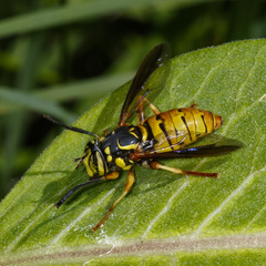 Spilomyia alcimus