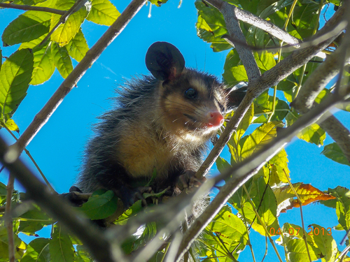 Big-eared Opossum