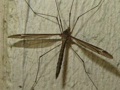 Tipula vittata