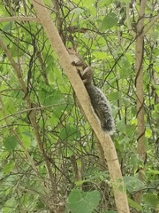 Sciurus variegatoides