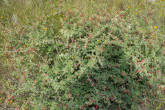 Mimosa aculeaticarpa