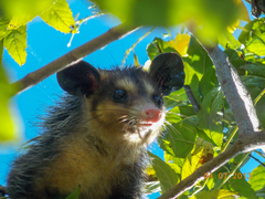 Didelphis aurita