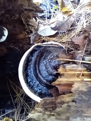 Phellinus nigricans