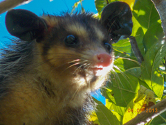 Didelphis aurita