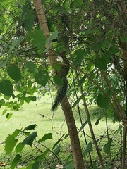 Sciurus variegatoides