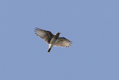 Lullula arborea