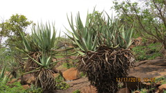Aloe castanea